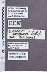 Etikette zu Nipponoelater werneri (NHMW-ZOO-COL-0010922)